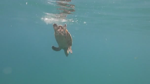 Tortuga alcanzando superficie y comenzando a descender — Vídeo de stock