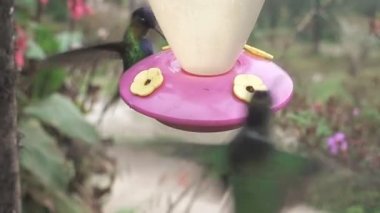 Bir birdfeeder besleyen minyatür humminbirds