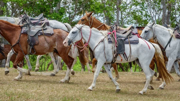 Yürüyüş turistler için hazırlanan atlar — Stok fotoğraf