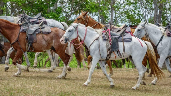 Cavalos preparados para turistas caminhando — Fotografia de Stock