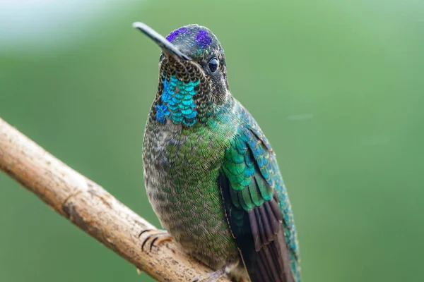 Hummingbird gröna och blå över filial. — Stockfoto