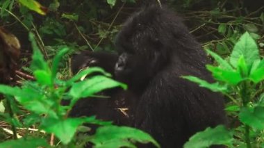 Ormanda besleme closeup yüzleşmeye yakınlaştırma dağ goril