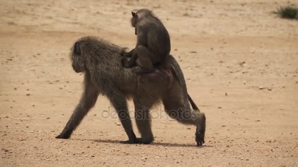 Super cámara lenta de babuino mamá y bebé caminando — Vídeos de Stock