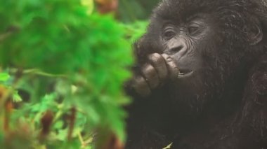 Dağ goril yüz closeup ormanda, önden görünüm besleme
