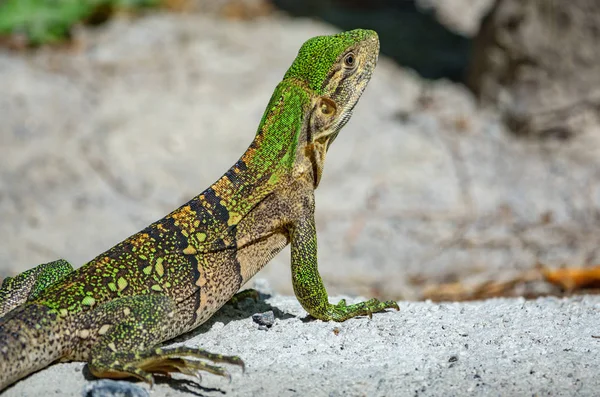 Вид сзади на зеленую ящерицу — стоковое фото