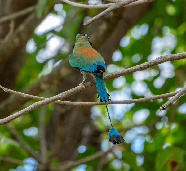 Blå-krönade motmot fågeln bakifrån — Stockfoto