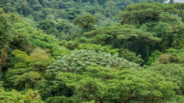 Monteverde orman gölgelik ve turistler ile
