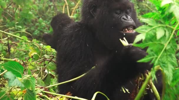 山地大猩猩的脸在慢镜头中喂养 — 图库视频影像