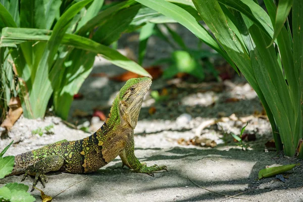 Vue arrière du lézard vert — Photo