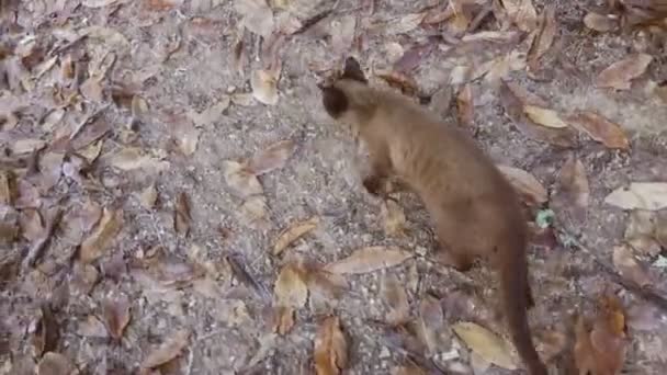 Folgende siamesische Katze bleibt im Winter stehen und blickt in die Kamera — Stockvideo