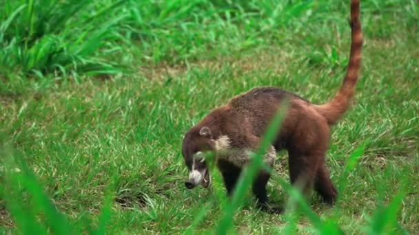 Coati abre la boca en cámara súper lenta — Vídeo de stock