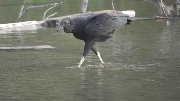 Buitre negro caminando sobre el agua en cámara súper lenta — Vídeos de Stock