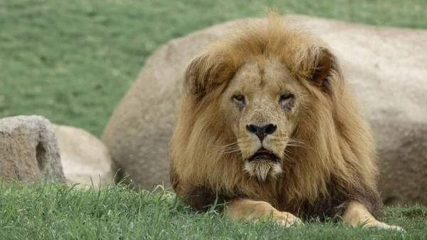 Primer plano del viejo león macho sobre hierba — Foto de Stock