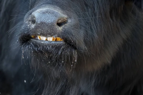 Close-up van buffalo snuit en de tanden — Stockfoto
