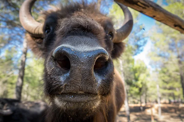 Europese bizon close-up van snuit — Stockfoto