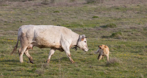 Vit ko och sheepdog — Stockfoto