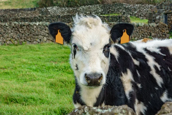 Closeup of cow head with blank tags in ears — Stock Photo, Image