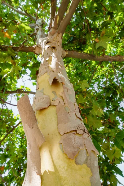 Platanus hispanica sbucciato prospettiva tronco — Foto Stock
