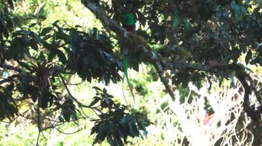 Quetzal kuş gagası ağaç dalı üzerinde hata ile