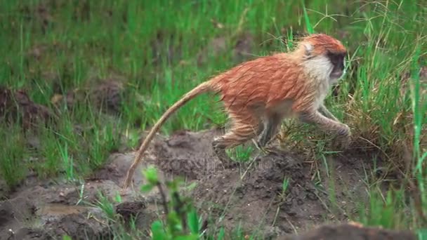 Pequeno macaco marrom andando em movimento super lento — Vídeo de Stock