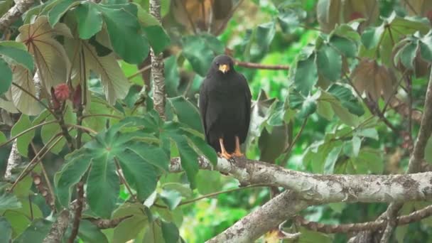 Águila negra sobre rama en cámara súper lenta — Vídeo de stock