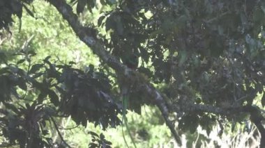 Quetzal kuş gagası ağaç dalı, düz renk üzerinde hata ile