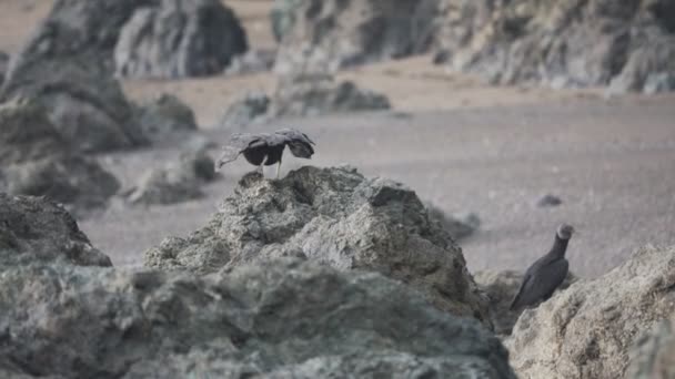 スローモーションで岩の上から離陸ブラック コンドル — ストック動画