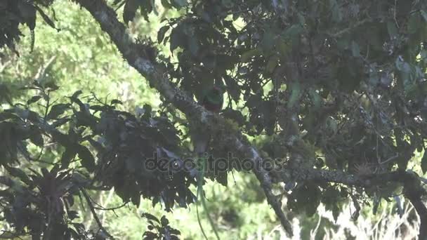 Quetzal pájaro con insecto en el pico sobre la rama del árbol, de color plano — Vídeos de Stock