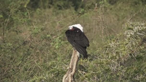 Águila cabeza blanca sobre tronco en cámara súper lenta — Vídeo de stock