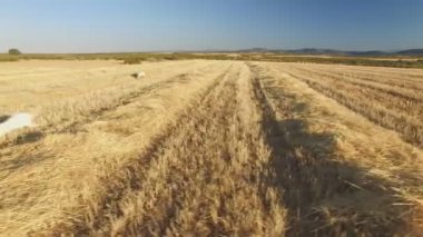 İşaretçi cins köpekler ekili buğday alanında