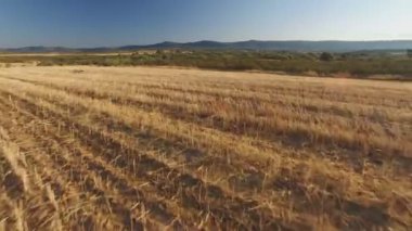 İşaretçi safkan köpek ekili buğday alanında