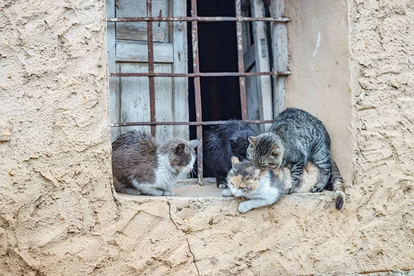 Ulicy koty w oknie — Zdjęcie stockowe