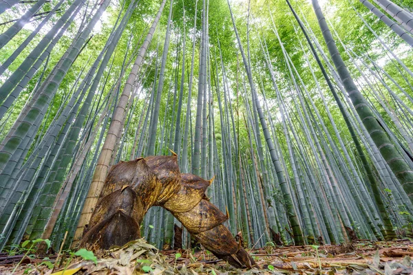 Arashiyama bambu Grove i Kyoto, Japan. — Stockfoto