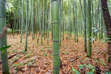 Arashiyama bambu Grove Kyoto, Japonya.