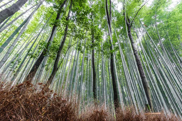 Arashiyama bambusowy gaj z Kyoto, Japonia. — Zdjęcie stockowe