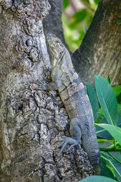 Ящерица перелезла через ствол дерева — стоковое фото