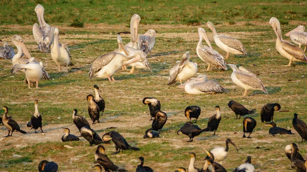 River shore with pelicans and cormorants — Stock Photo, Image