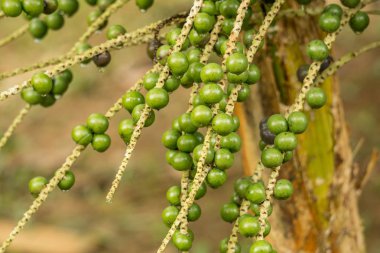 Euterpe oleracea fuit