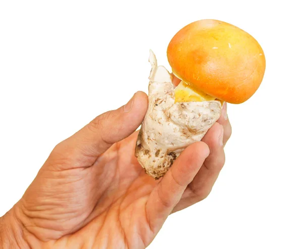 Рука держит гриб на белом фоне — стоковое фото