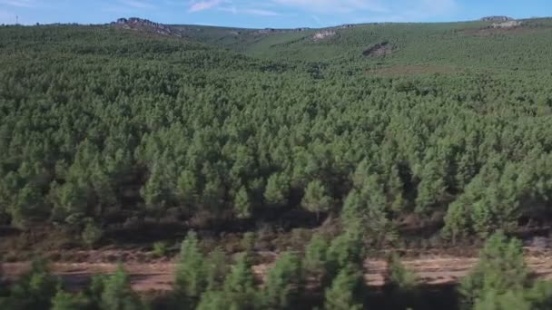 Andar de bicicleta sobre pistas isoladas entre pinheiros — Vídeo de Stock