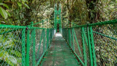 Monteverde Rainforest Bridge'de asılı yeşil