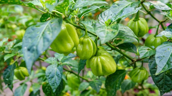 Planta de chile primer plano —  Fotos de Stock