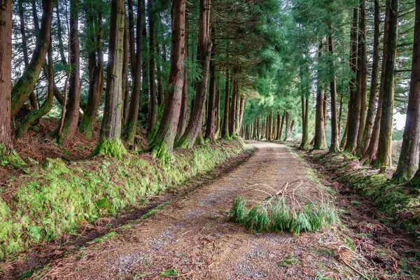 Trilha de montanha sobre a floresta com obstáculo ramo — Fotografia de Stock