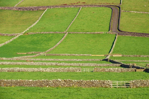Champs agricoles avec murs en pierre dans l'île de Terceira aux Açores — Photo