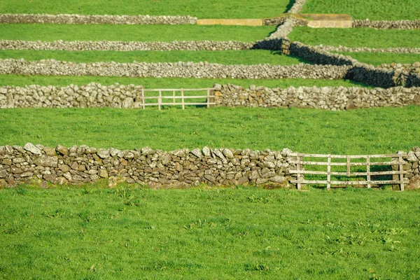 Champs agricoles avec murs en pierre dans l'île de Terceira aux Açores — Photo