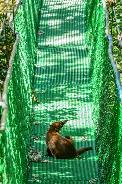 Asma köprü üzerinde vahşi coati — Stok fotoğraf