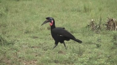 Karanlık leylek süper ağır çekim yürüyüş