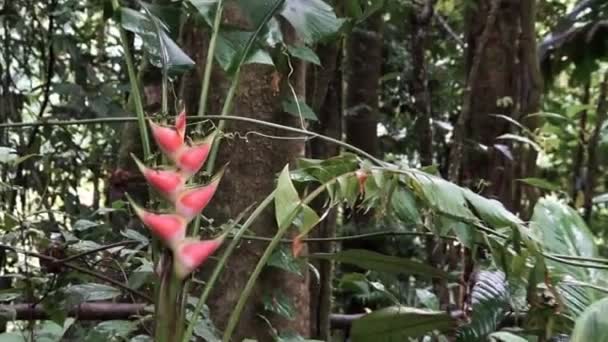 जंगल गुलाबी फूल में ज़ूमिंग — स्टॉक वीडियो