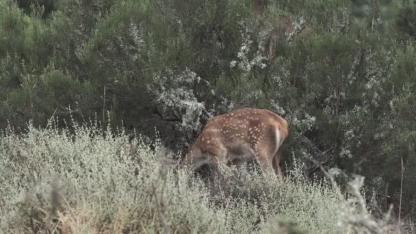 Gestippelde baby herten lopen buiten cameraweergave — Stockvideo