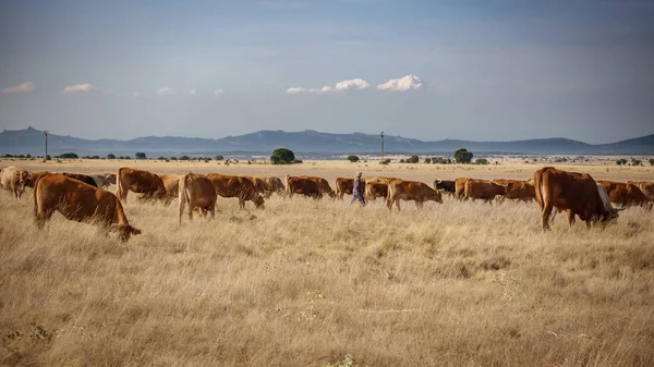 A sima szarvasmarha tehén — Stock Fotó